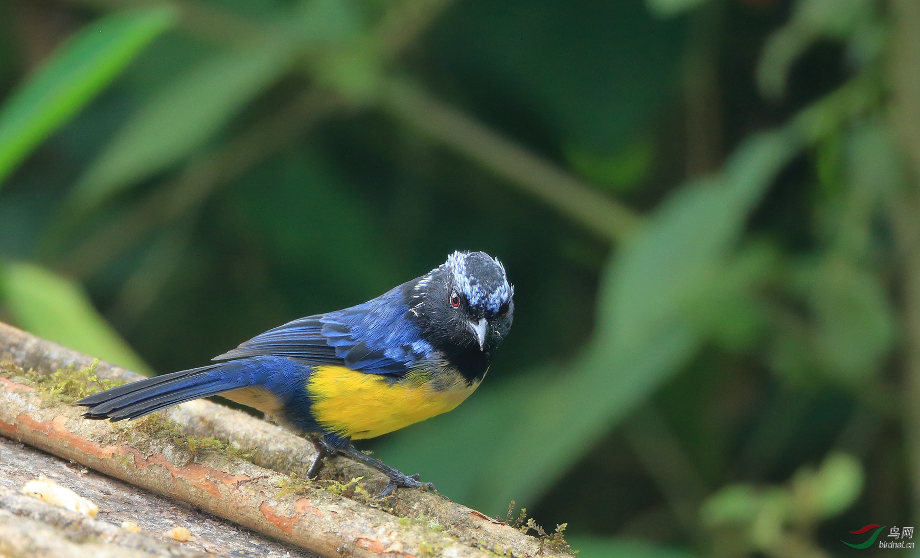 ����ɽ���ȸBuff-breasted Mountain-Tanager