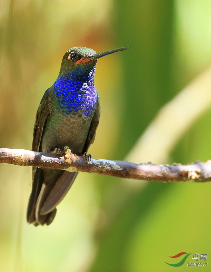 ��β���ط���Rufous-gaped Hillstar