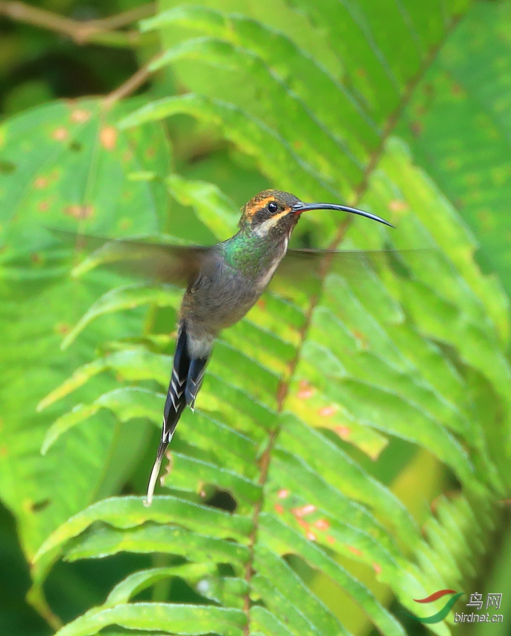 ����������White-whiskered Hermit
