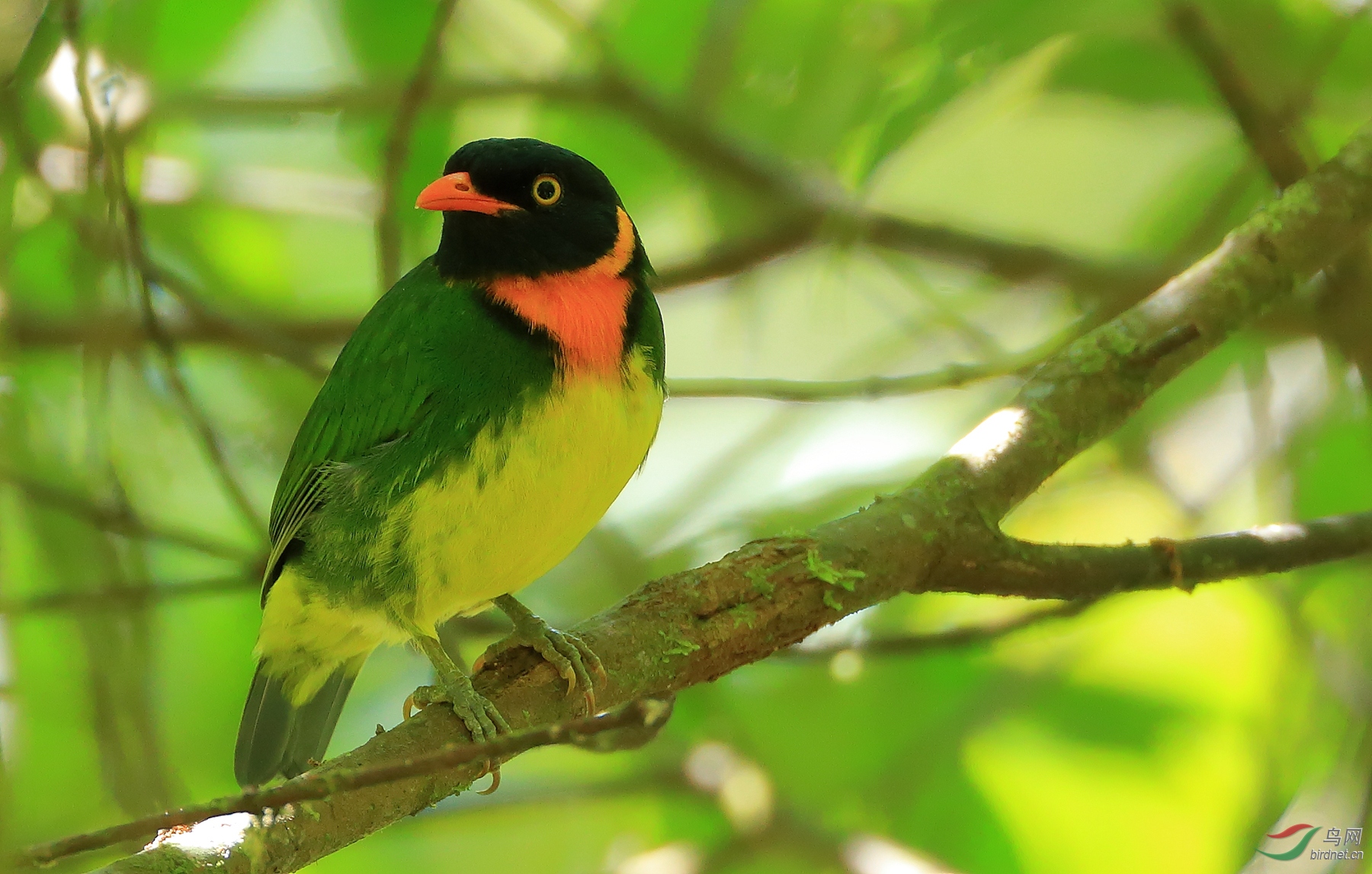 ����ʳ��ɡ��Orange-breasted Fruiteater