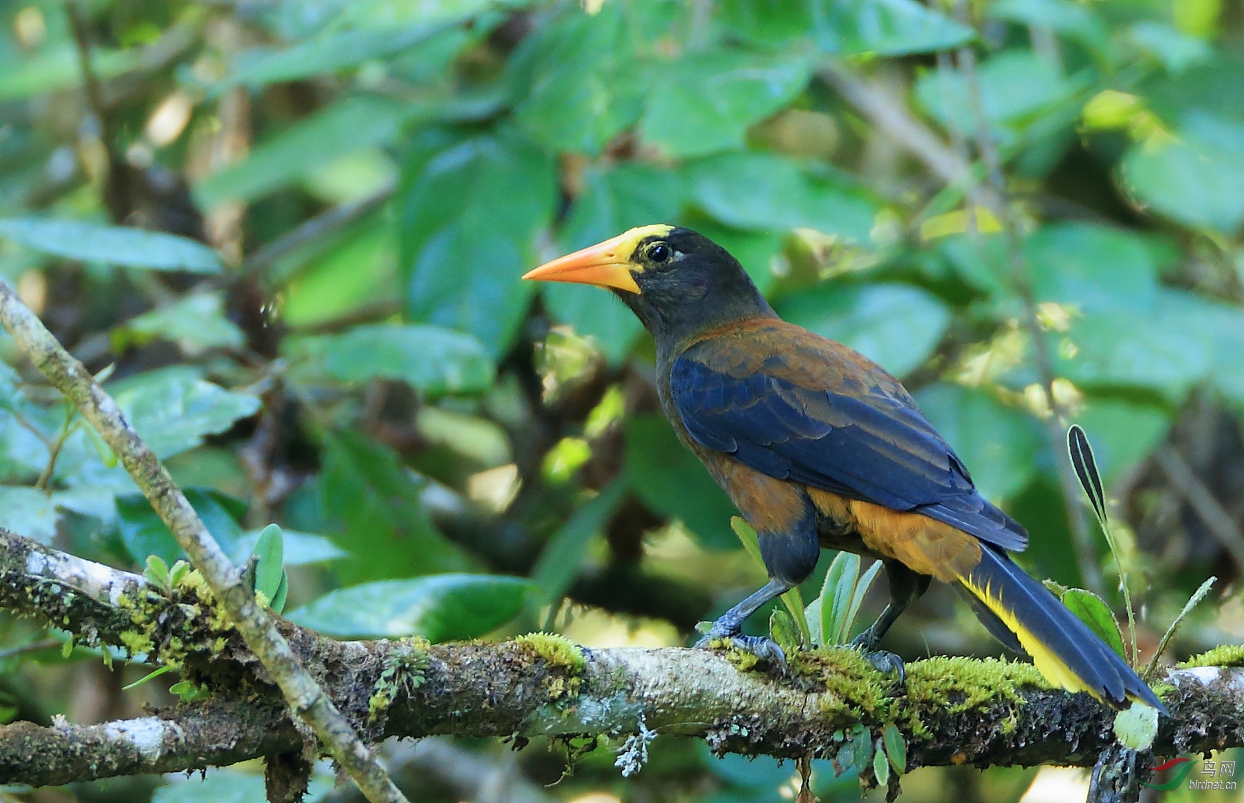 �ֱ������Russet-backed Oropendola