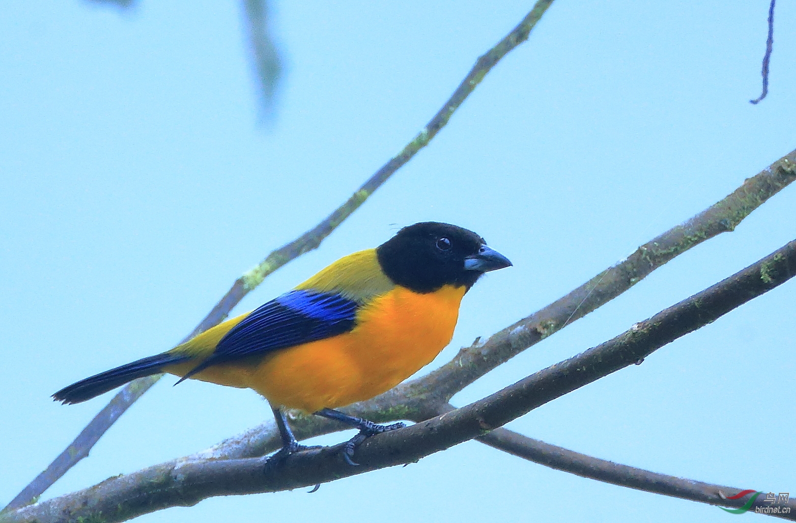 ���������ȸBlack-chinned Mountain-Tanager
