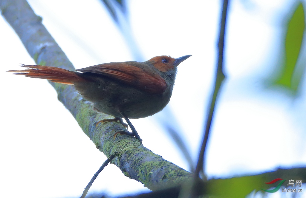 ������βȸRed-faced Spinetail