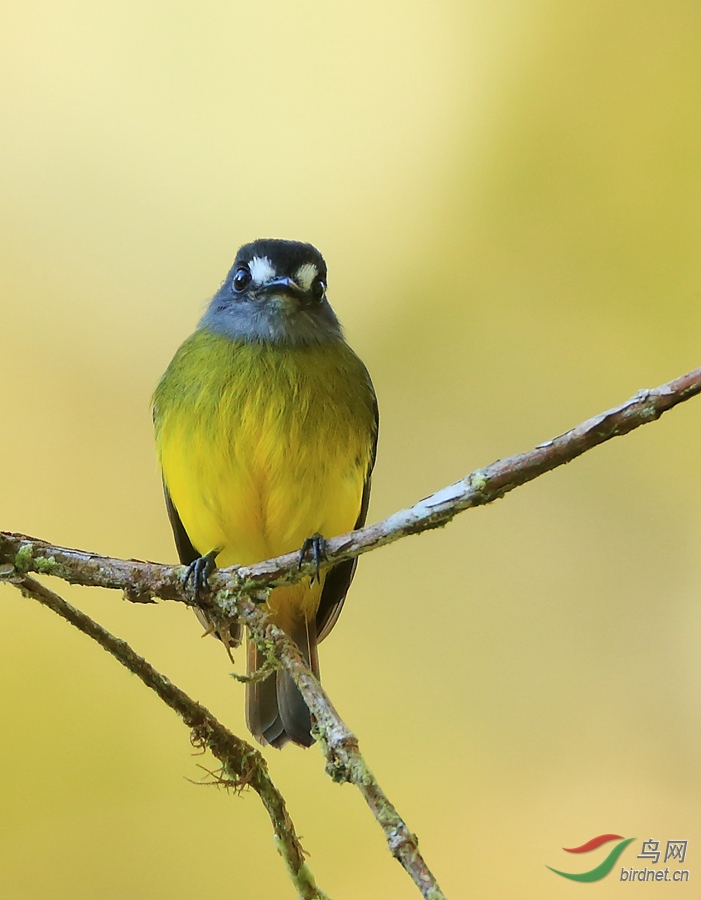 �������lOrnate Flycatcher