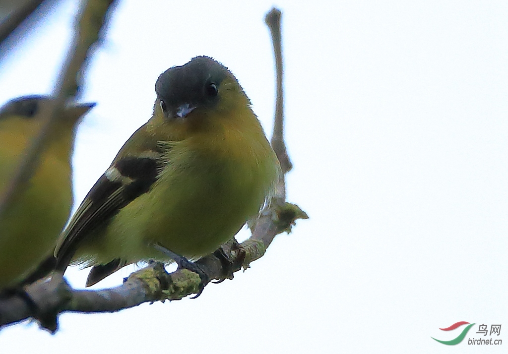 �����߳���lHandsome Flycatcher