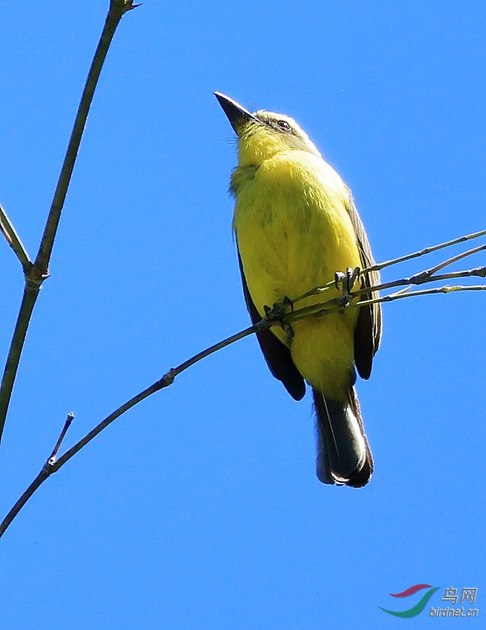 ��ü�ð��lLemon-browed Flycatcher