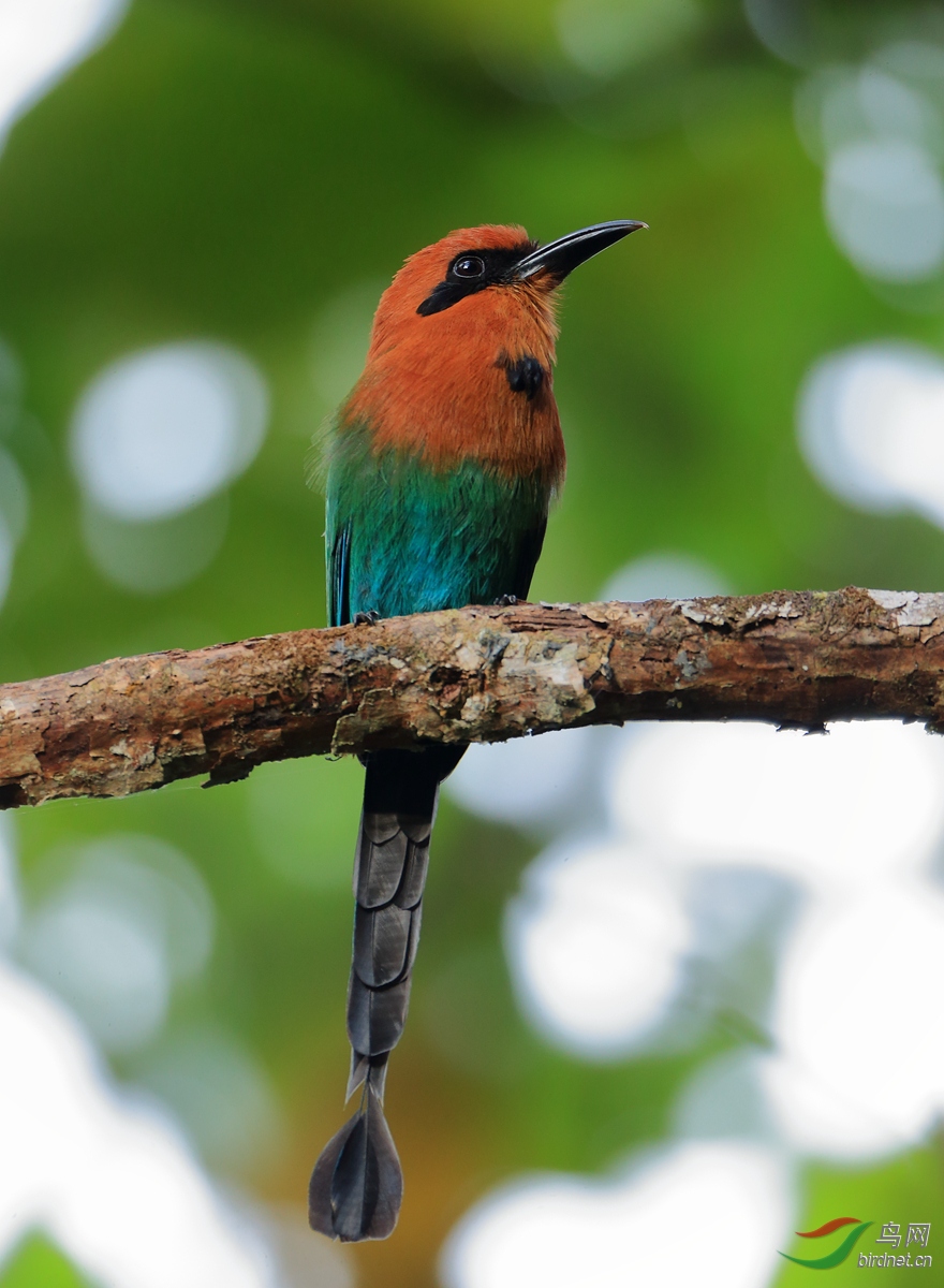 ������tBroad-billed Motmot