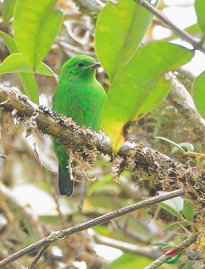����ȸ��Glistening-green Tanager