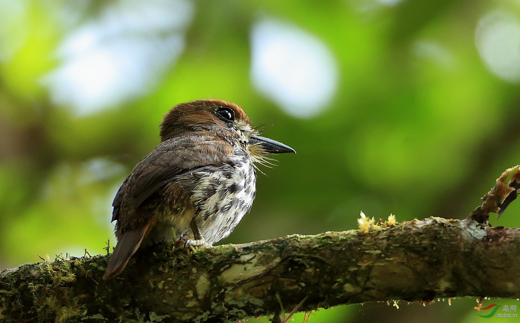 ì��ͷ��Lanceolated Monklet