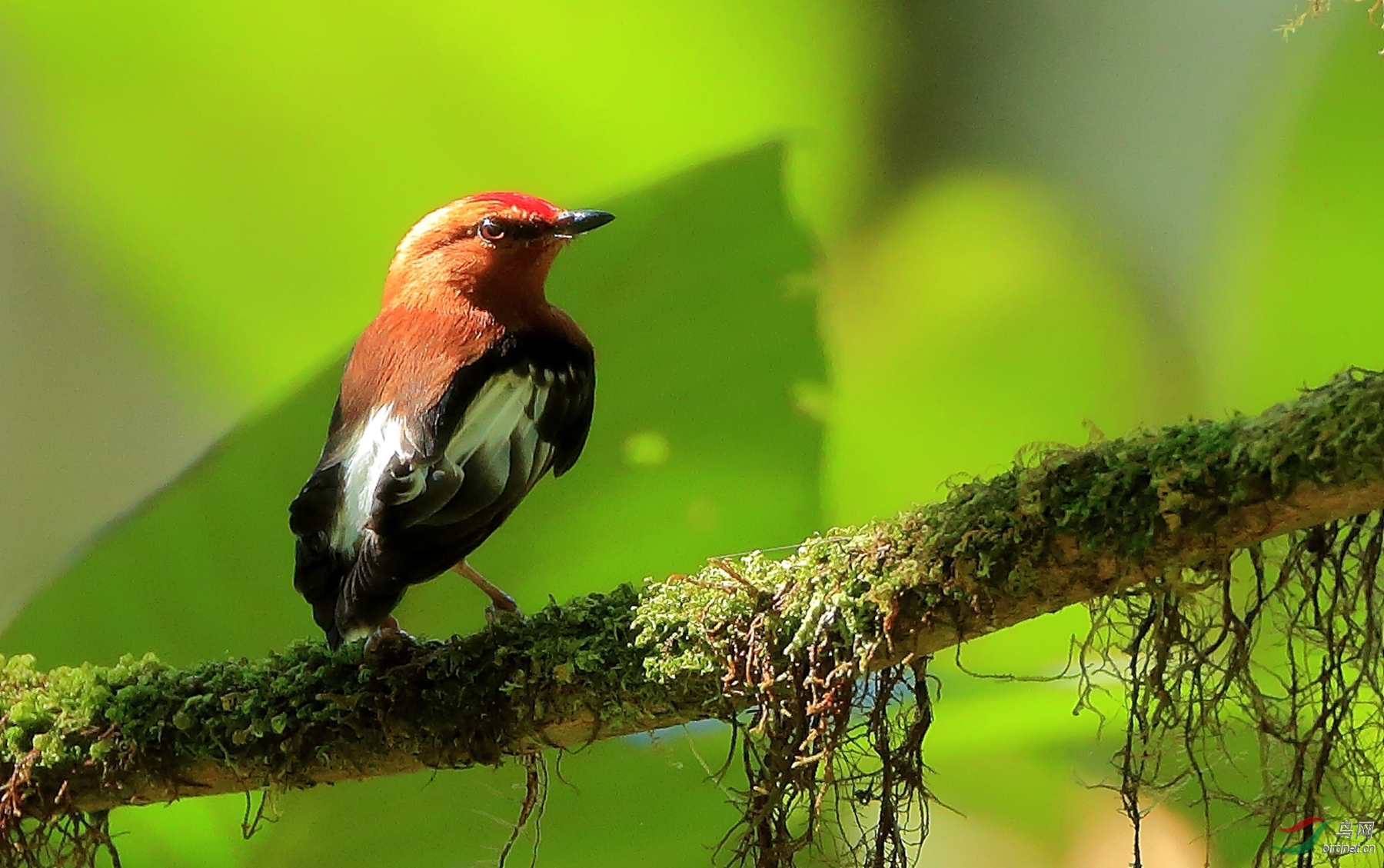 ÷���὿�lClub-winged Manakin