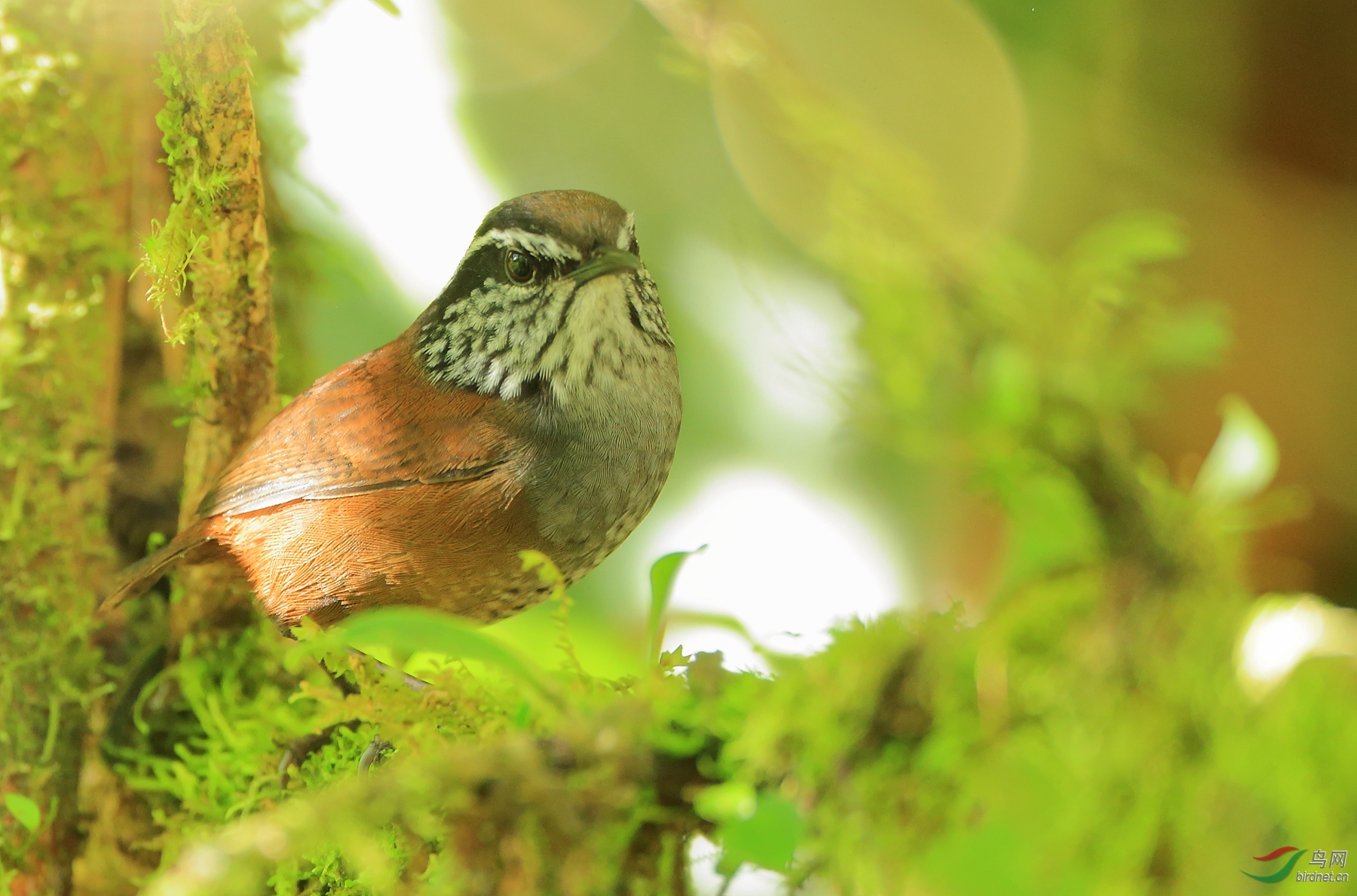 ���������Munchique Wood-Wren������ ��Σ��