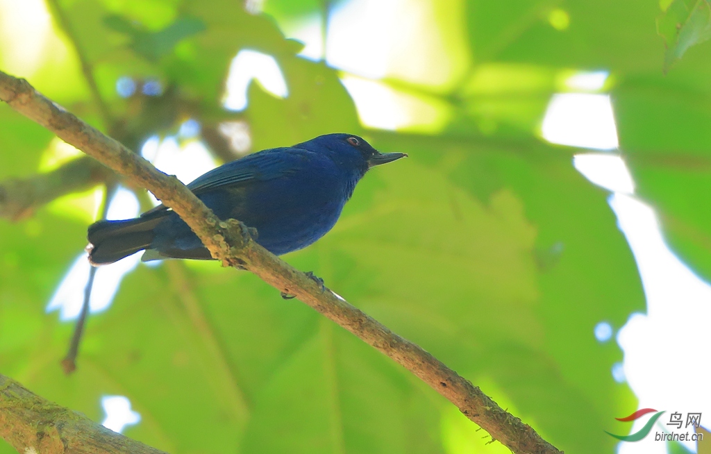 ��̻���Indigo Flowerpiercer
