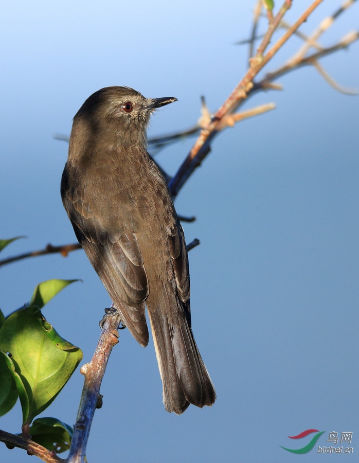 ��ɫ�԰��lSmoky Bush-Tyrant