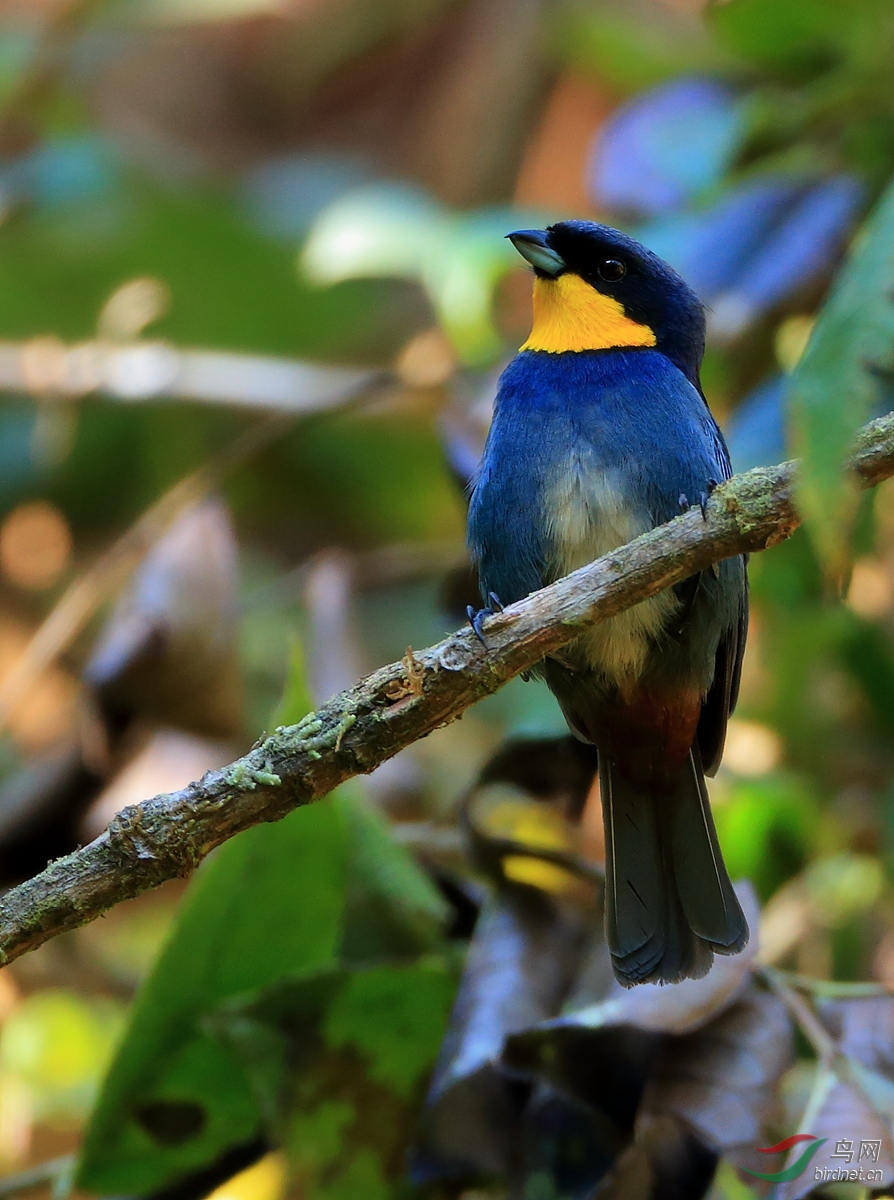 �ϱ������ȸPurplish-mantled Tanager����Σ��