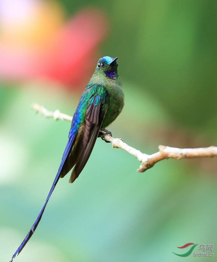 �ϳ�β����Violet-tailed Sylph
