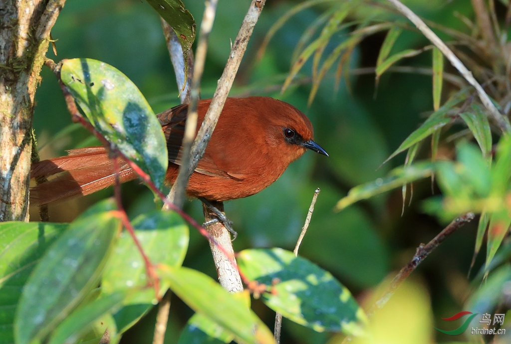 ��ɫ��βȸRufous Spinetail