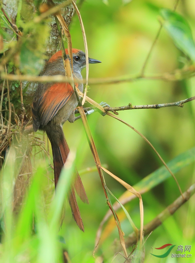 ������βȸAzara's Spinetail