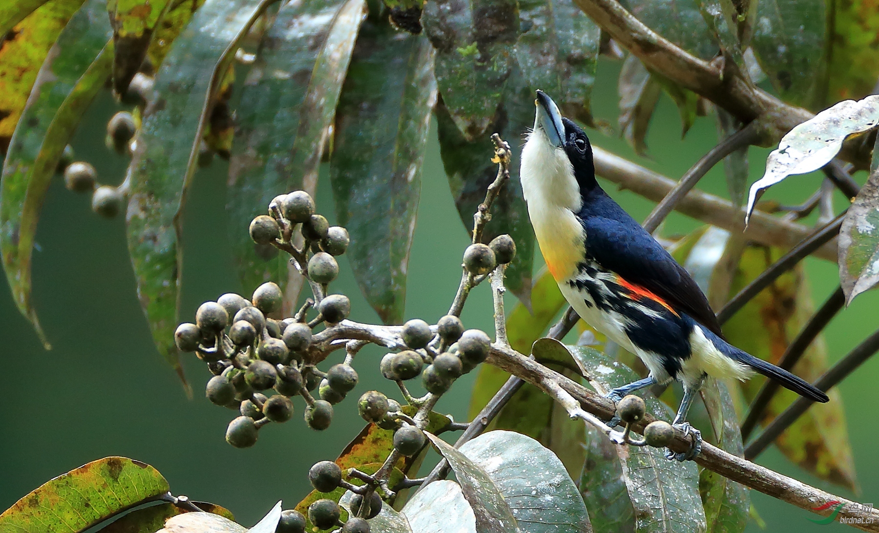 �߹�����Spot-crowned Barbet