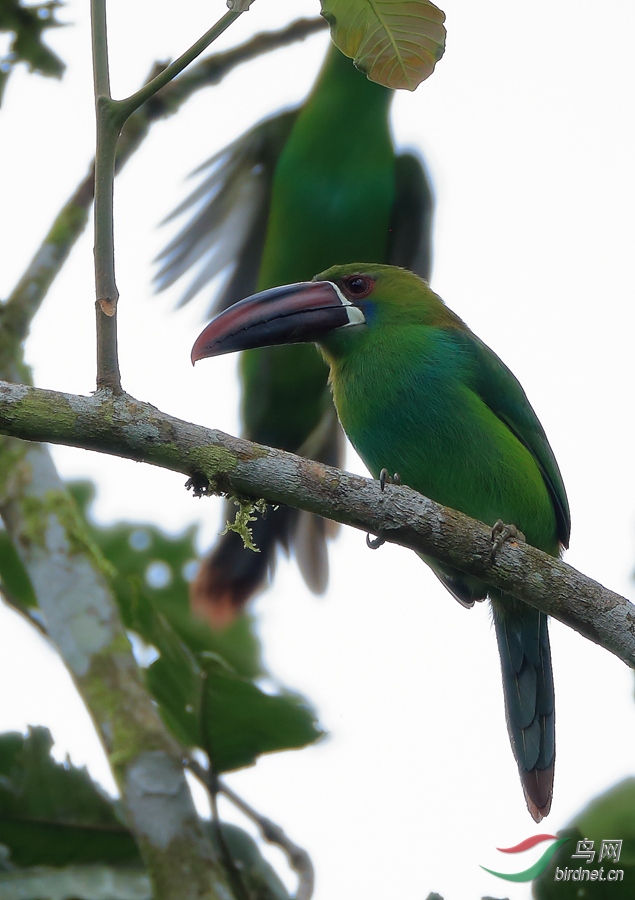 ���������Crimson-rumped Toucanet