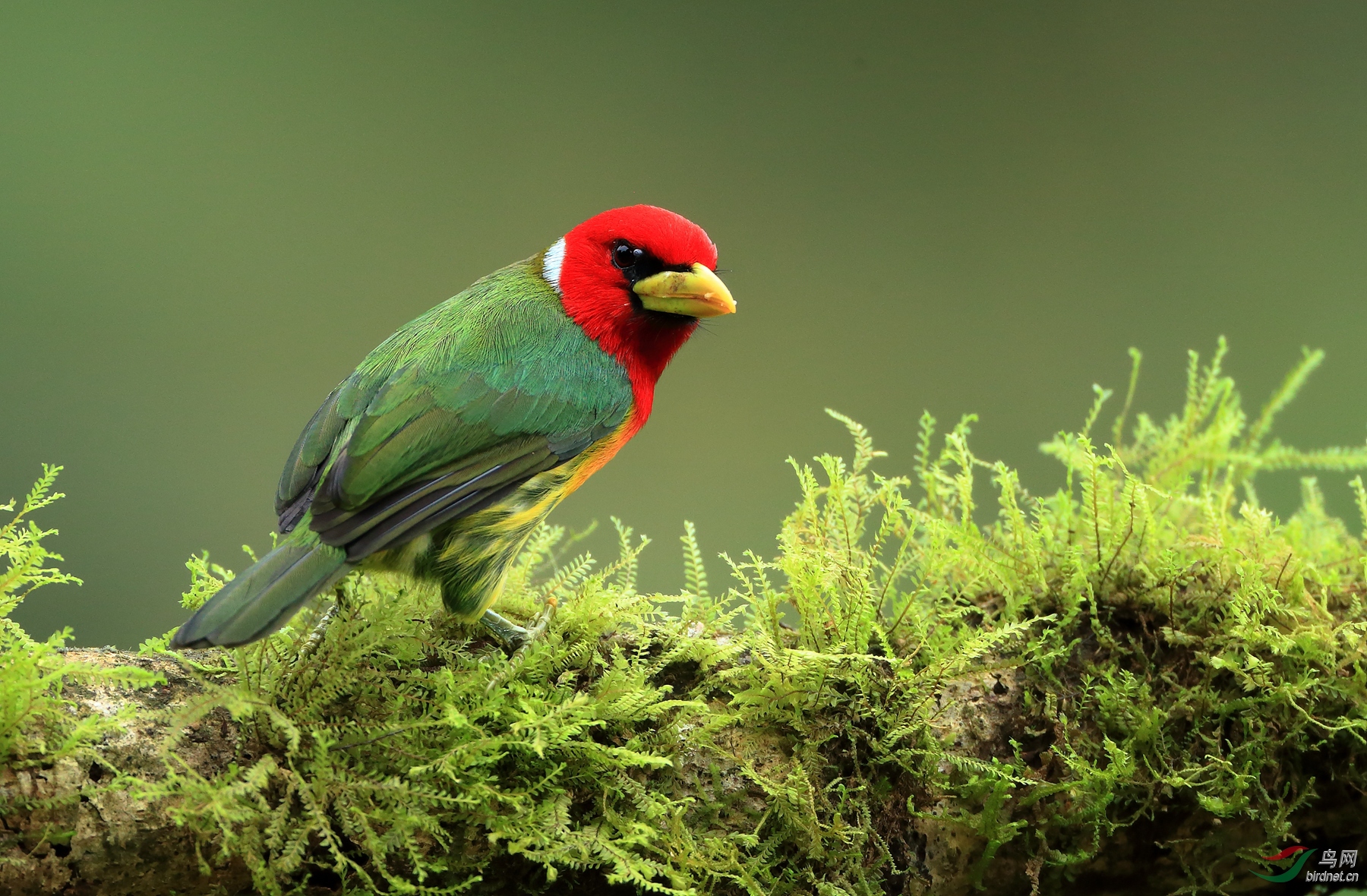 ��ͷ����Red-headed Barbet