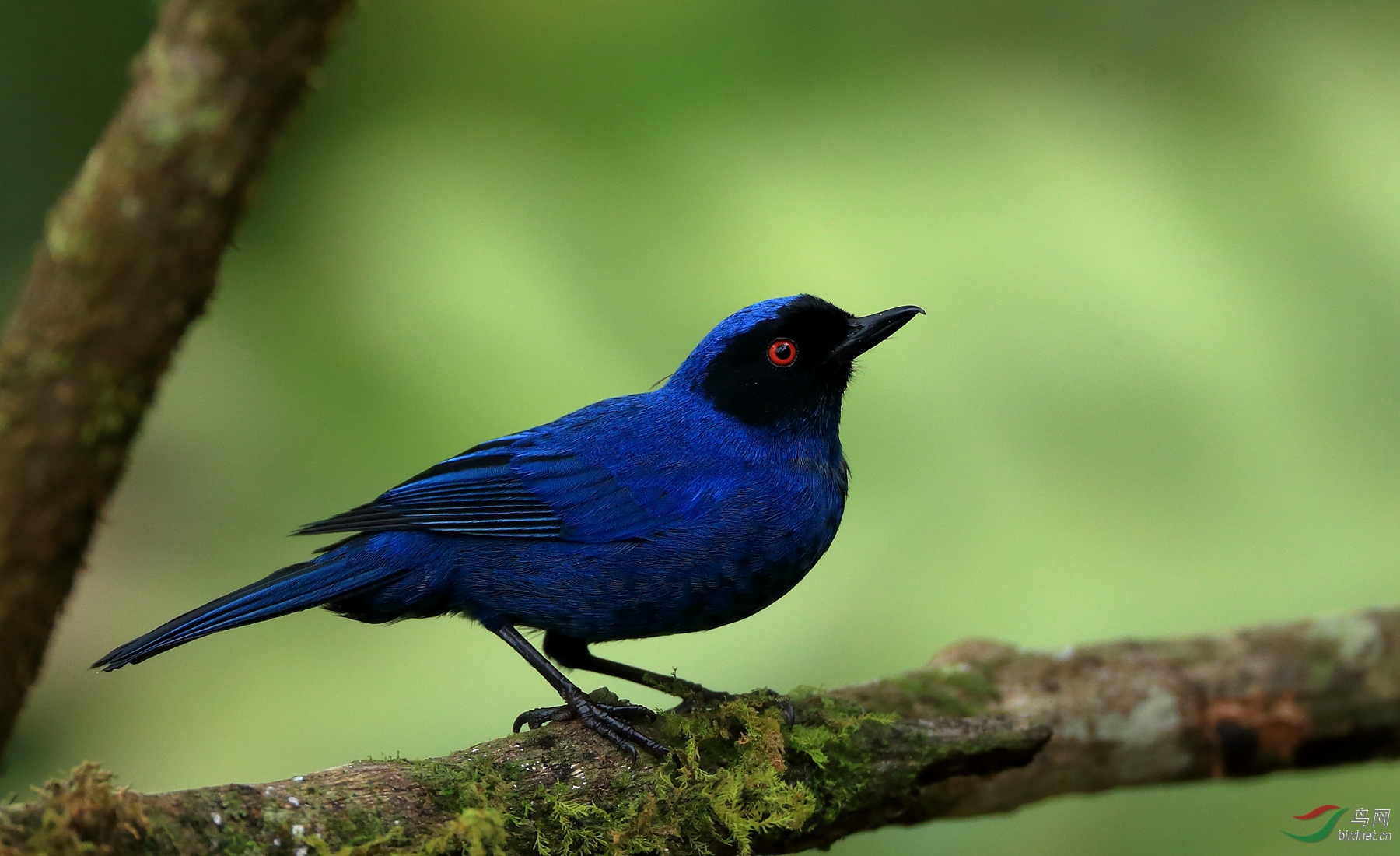 �����̻���Masked Flowerpiercer