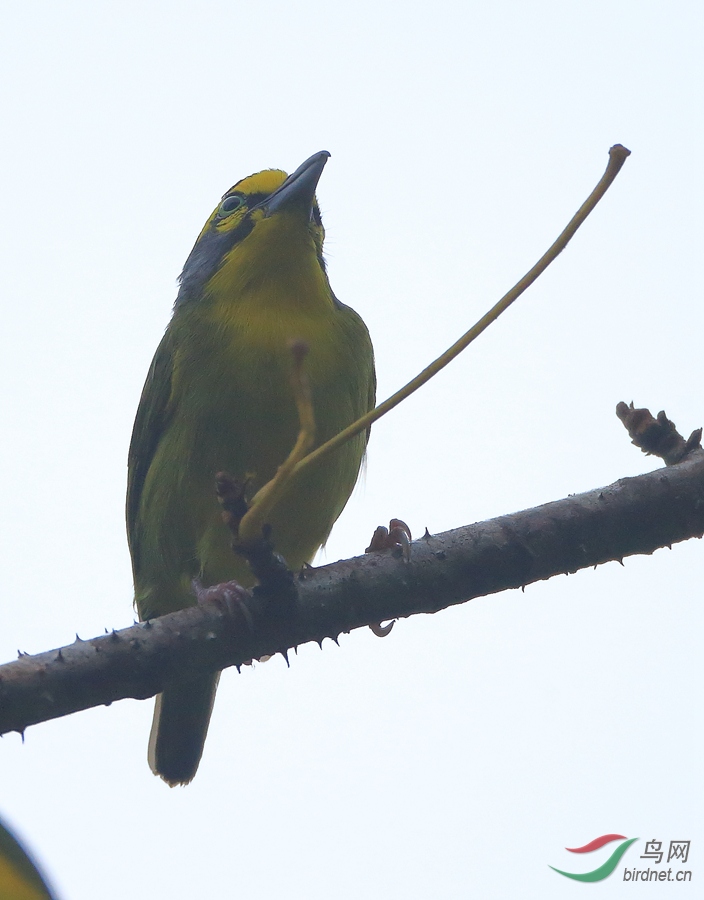 �Ҷ��GȸSlaty-capped Shrike-Vireo
