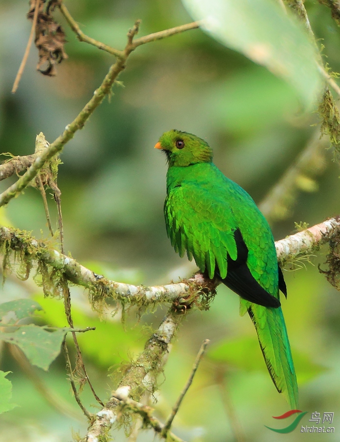 ��ͷ��ҧ��Golden-headed Quetzal