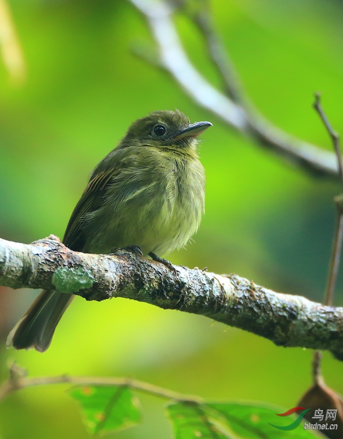 ������lSapayoa