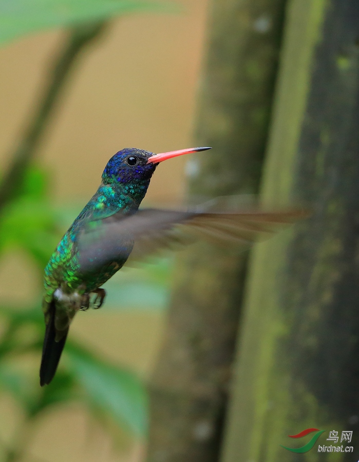 ��ͷ�������Blue-headed Sapphire