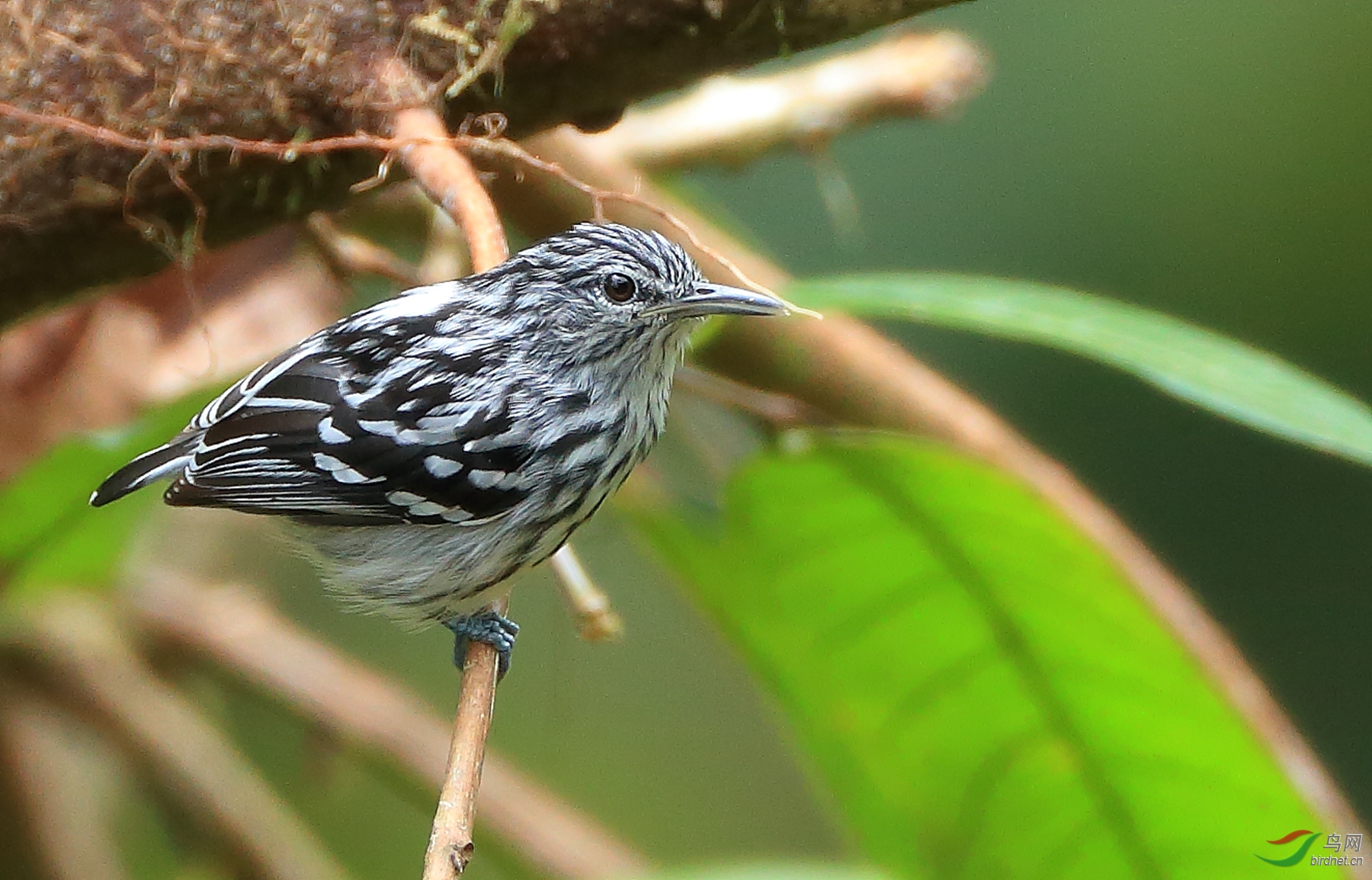 ̫ƽ����������Pacific Antwren