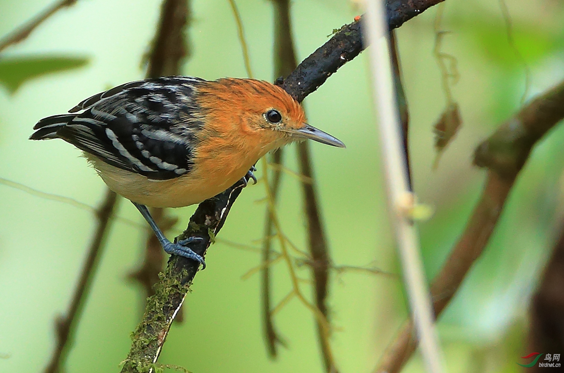 ̫ƽ���������Ӵ�Pacific Antwren