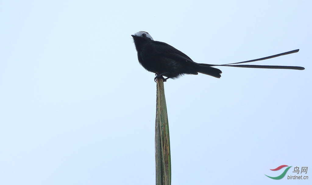 ��β���lLong-tailed Tyrant