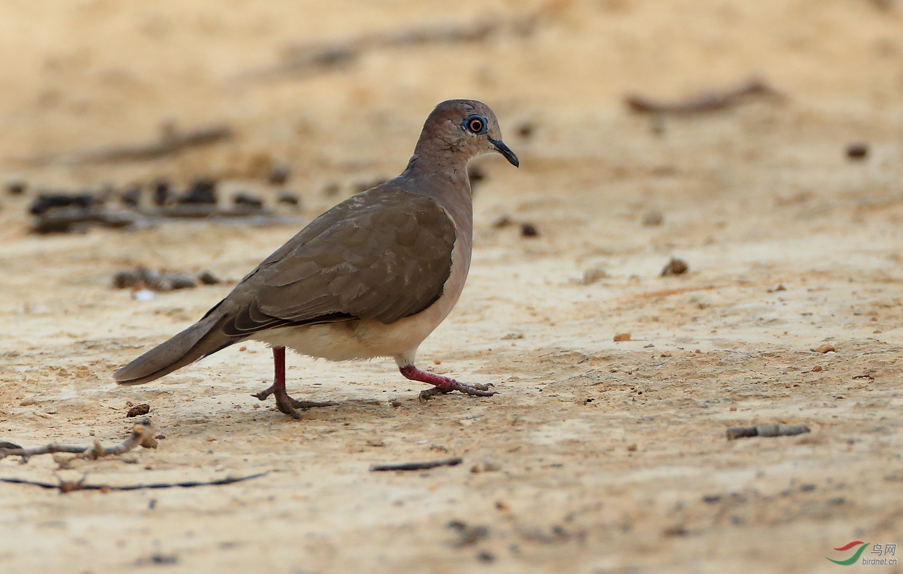 �׶��س��White-tipped Dove