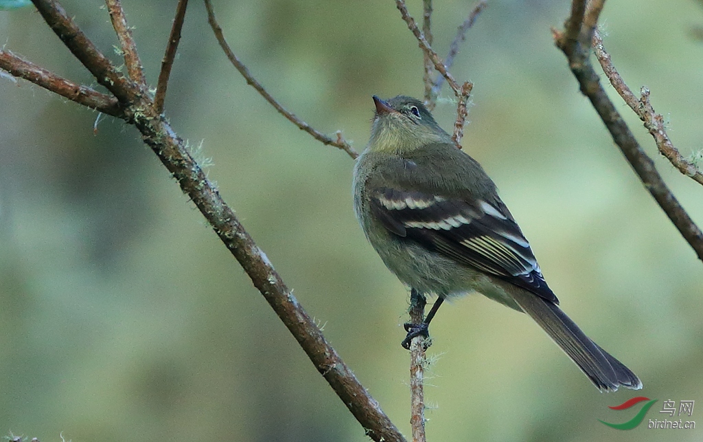 �׺������lWhite-throated Tyrannulet