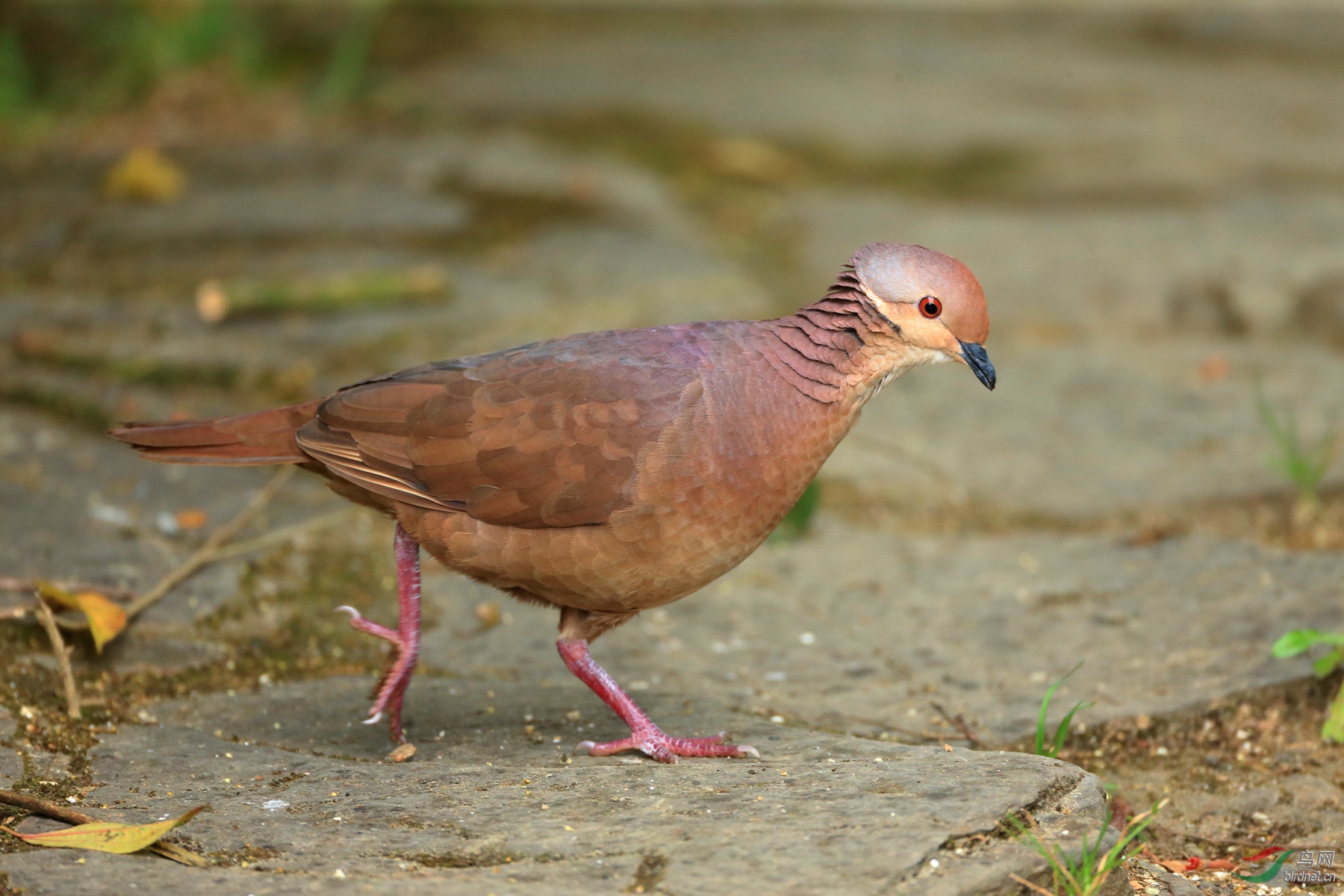 �������Lined Quail-Dove