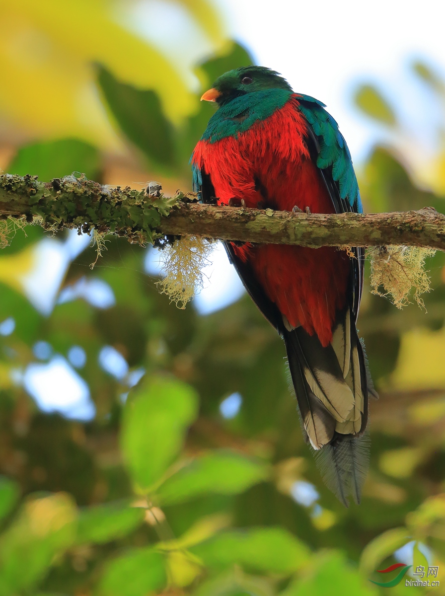 ��β����ҧ��White-tipped Quetzal