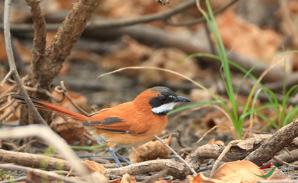 ������βȸWhite-whiskered Spinetail