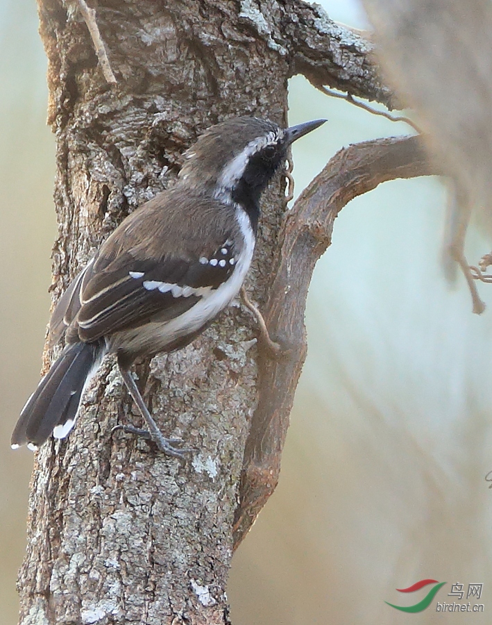 ����Ե����White-fringed Antwren