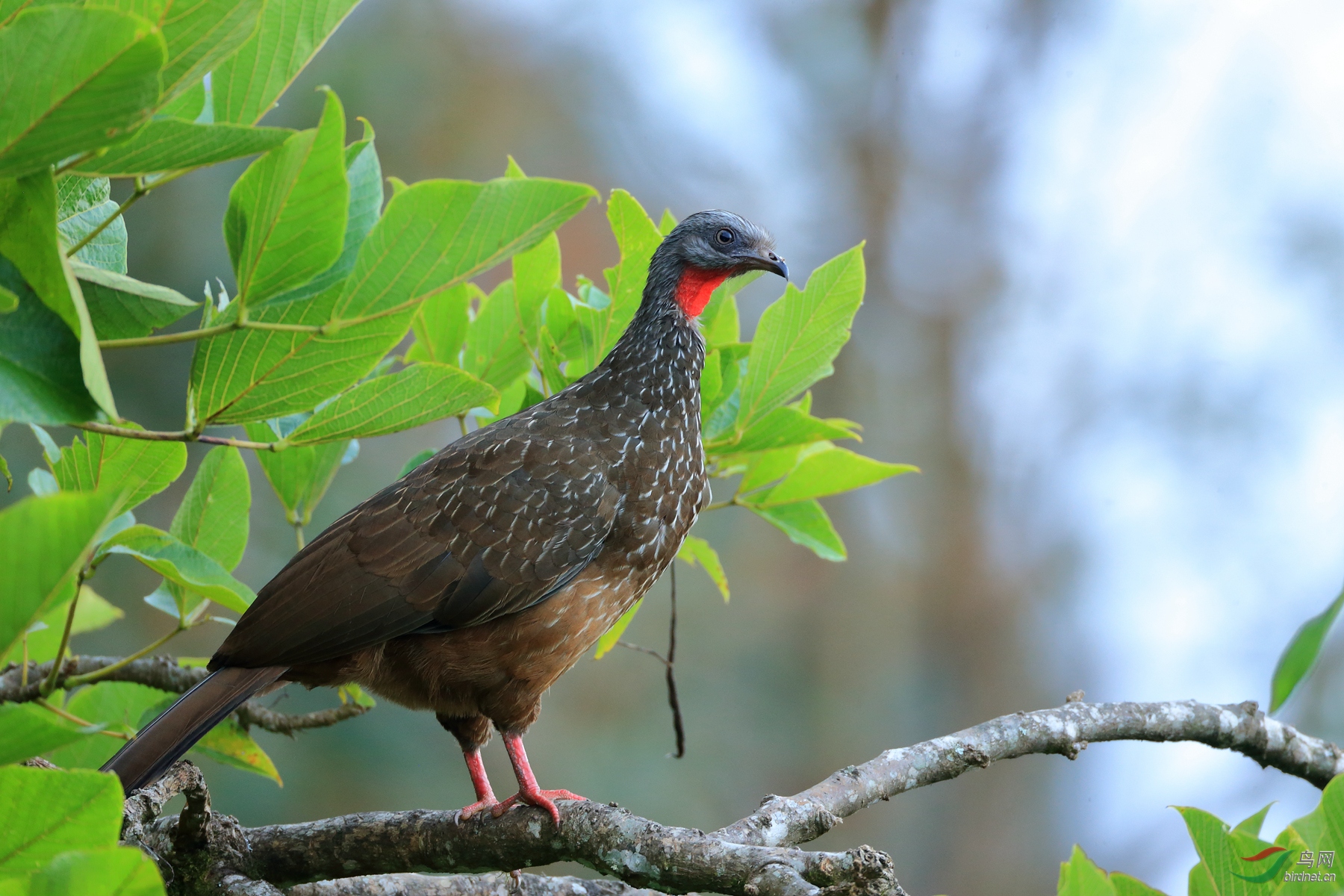 ��β����Band-tailed Guan