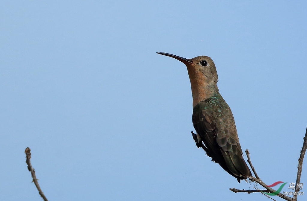 ���Ʒ���Buffy Hummingbird