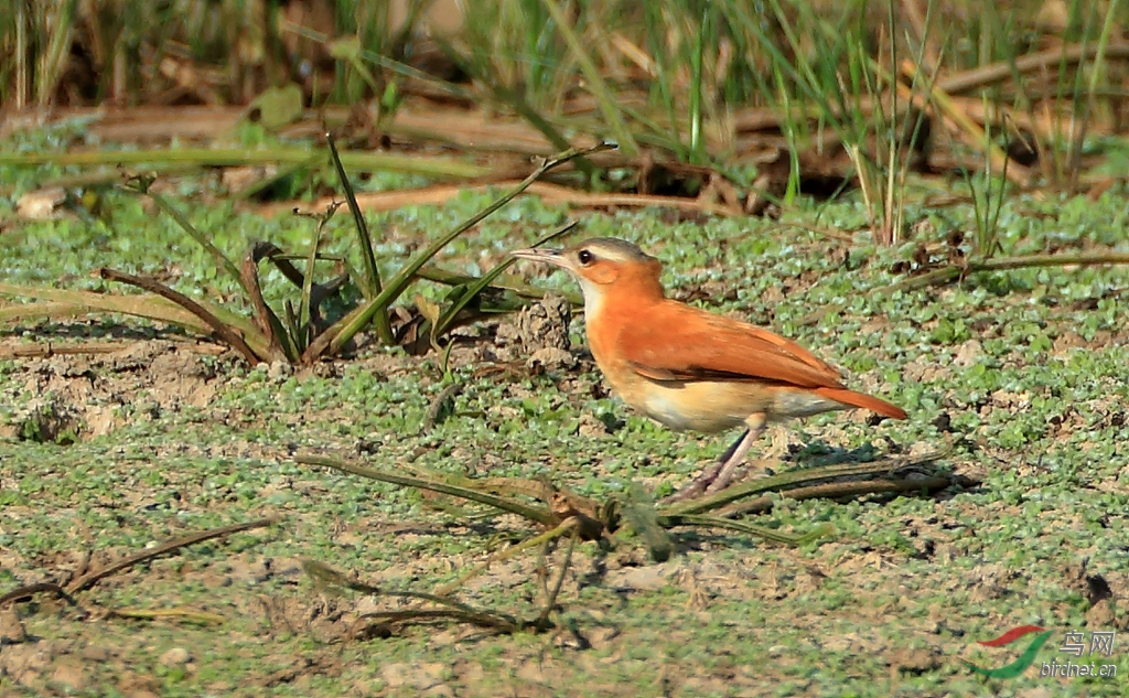 ��������Pale-legged Hornero