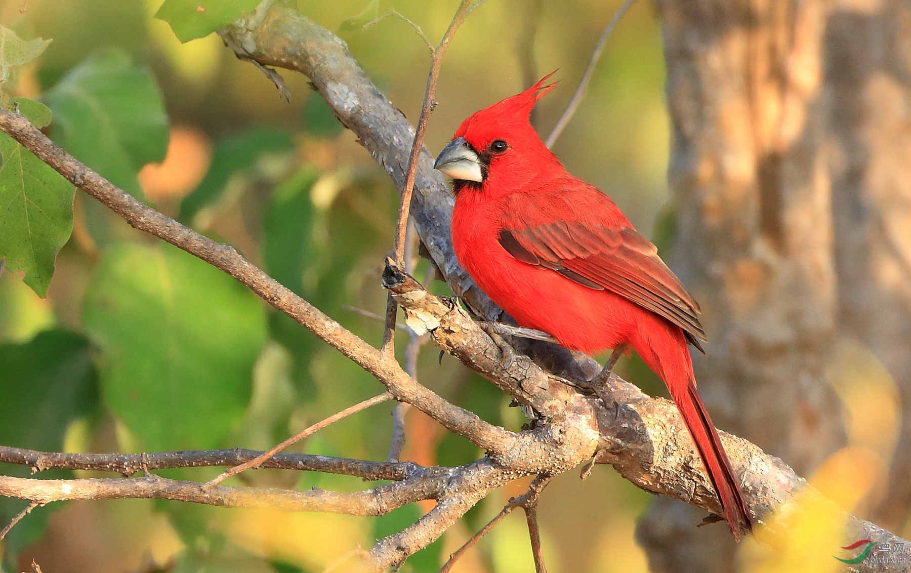 ��ͷ����ȸVermilion Cardinal