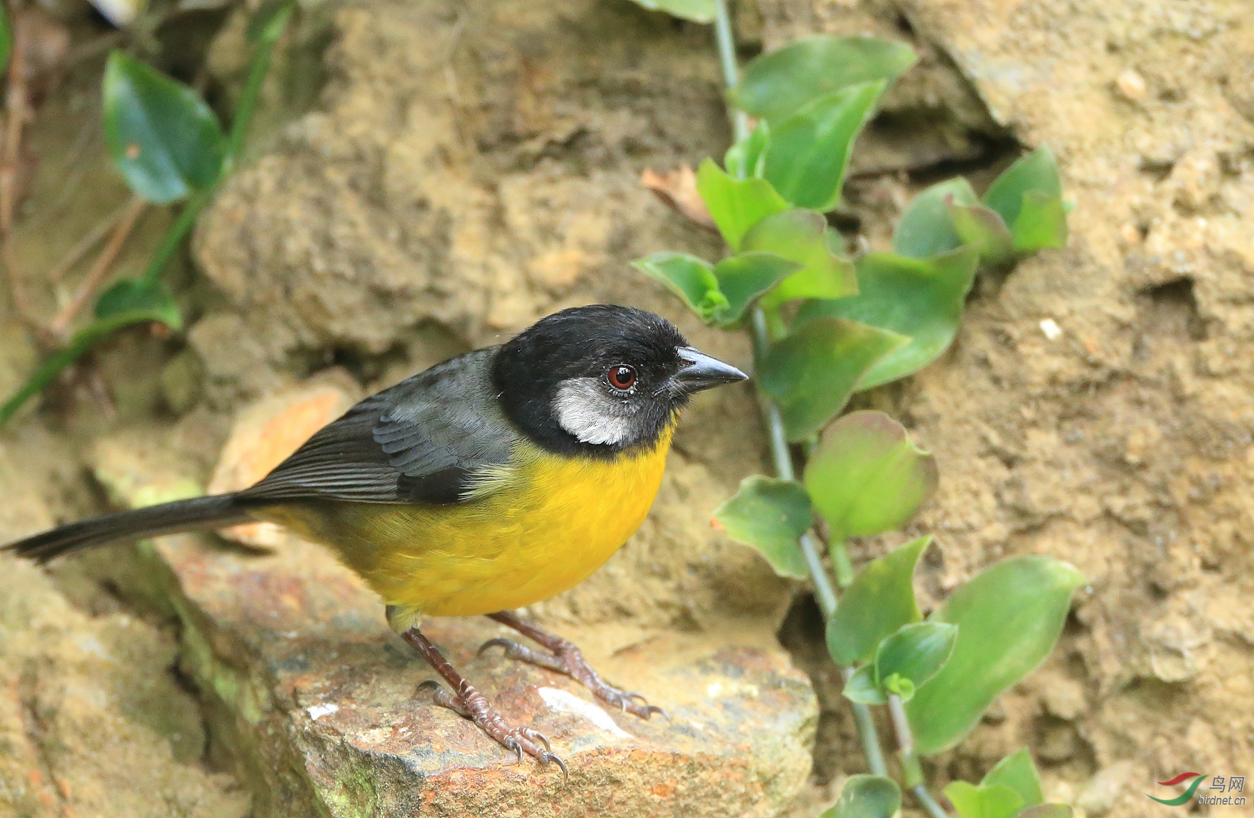 ���ױ���޴ȸSanta Marta Brushfinch�����У�