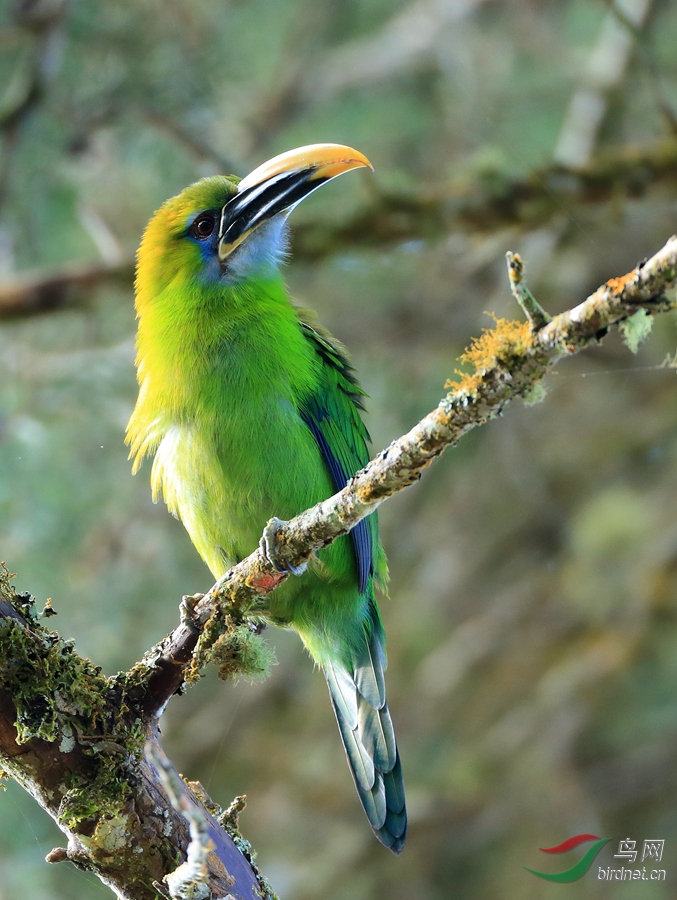 ���������Groove-billed Toucanet
