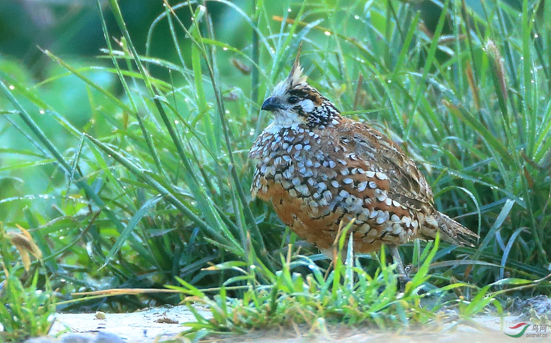 �ڳ���Crested Bobwhite