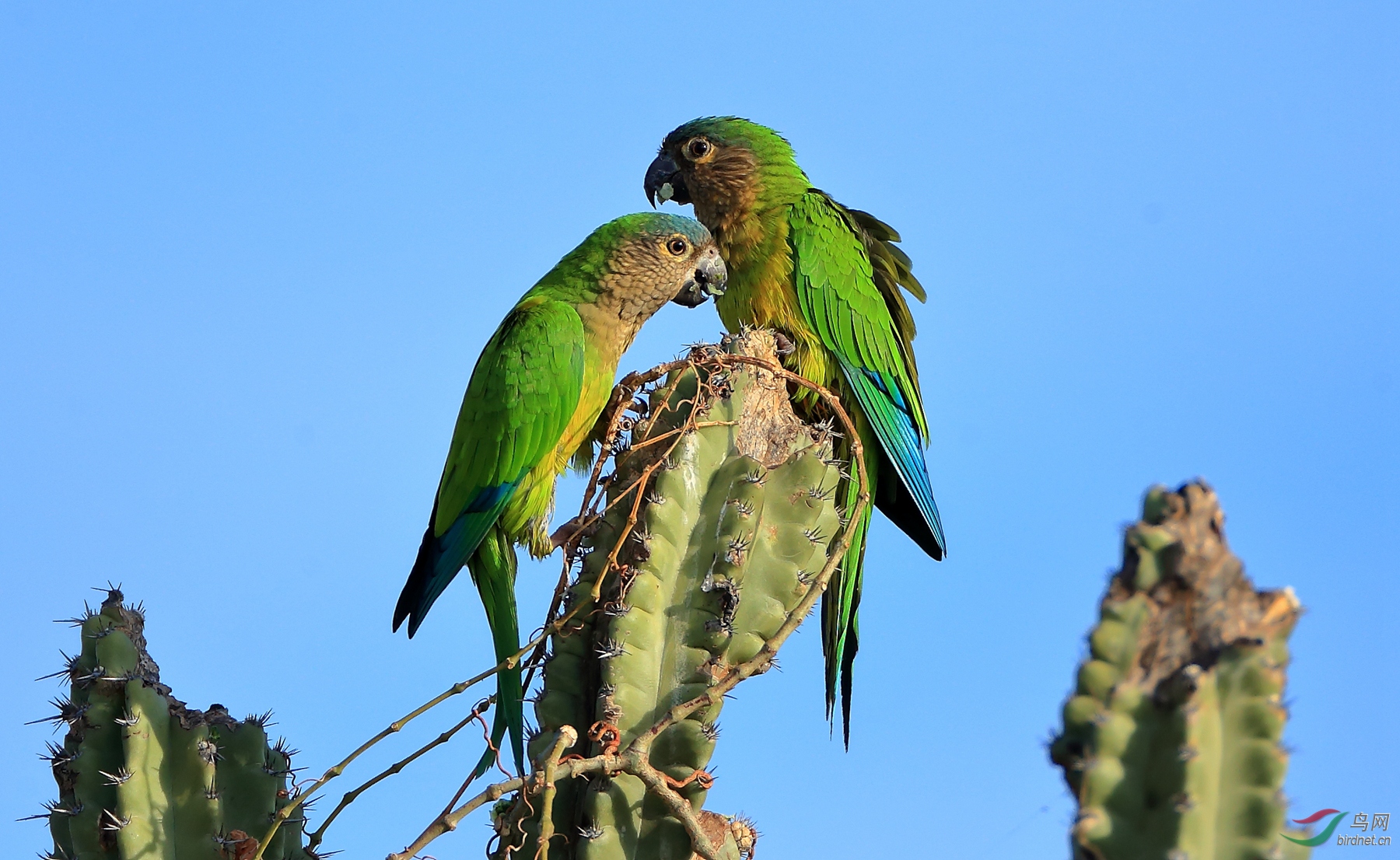 �ֺ��и�Brown-throated Parakeet
