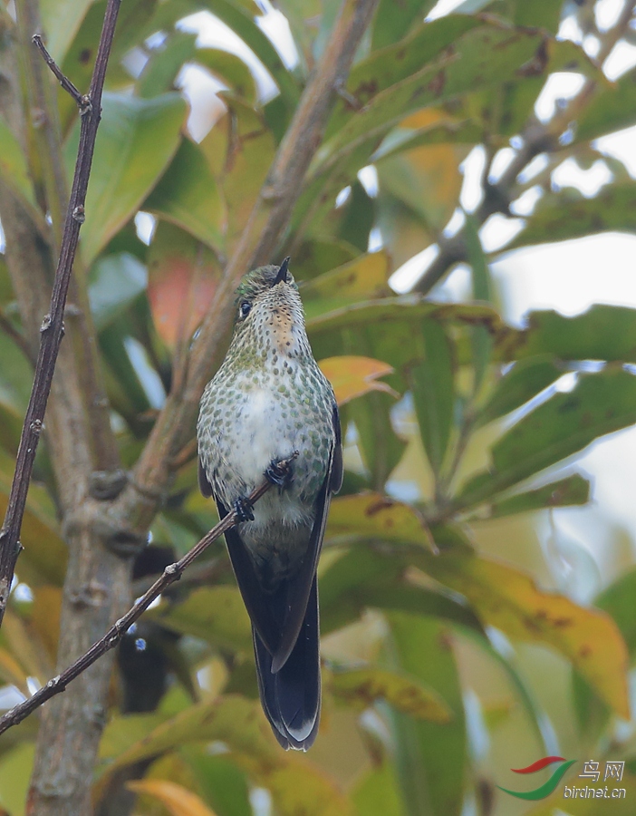 �ڱ���������Black-backed Thornbill������ ��Σ��