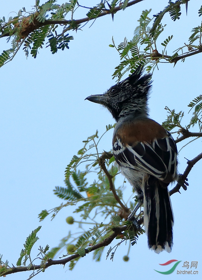 �ڹ����GBlack-crested Antshrike