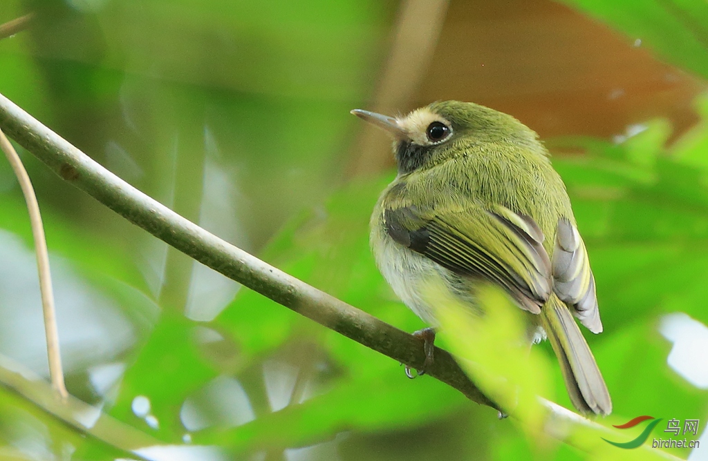 �ں��ư��lSulphury Flycatcher