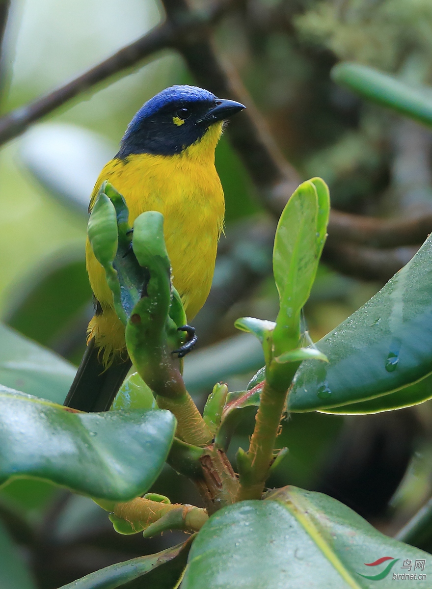 �ڼ������ȸBlack-cheeked Mountain-Tanager�����У�